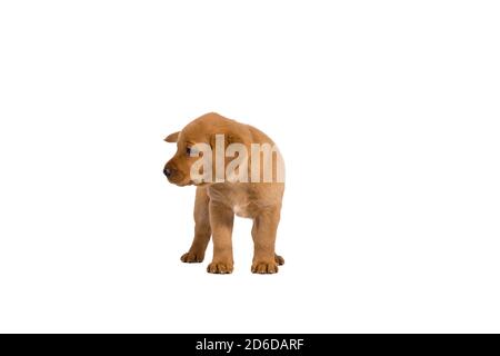 cucciolo di labrador di 5 settimane isolato su sfondo bianco in piedi Foto Stock