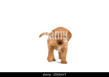 cucciolo di labrador di 5 settimane isolato su sfondo bianco in piedi Foto Stock