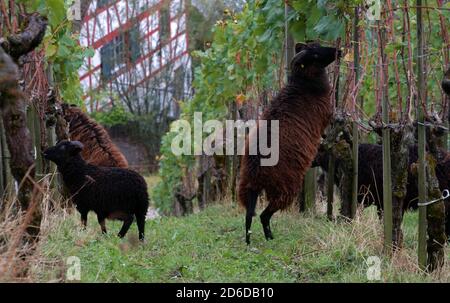Un gregge di pecore brune che pascolano un vigneto in autunno. Alcuni di essi sono in piedi sulle gambe posteriori per raggiungere le foglie delle viti. Foto Stock