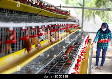 Bogor, Indonesia. 16 Ott 2020. Un giovane imprenditore Pradizzia Triane (23), raccoglie le uova per la vendita presso l'allevamento avicolo (Ichick Farm) a Bogor, Giava Occidentale, Indonesia, il 16 ottobre 2020. L'allevamento avicolo con una popolazione di 300 galline ovaiole è in grado di produrre da 200 a 250 uova di pollo. Per i giovani che sognano di gestire la propria attività agricola, entrare nel pollame potrebbe essere un modo ideale per costruire contanti ed esperienza. (Foto di Adrian/INA Photo Agency/Sipa USA) Credit: Sipa USA/Alamy Live News Foto Stock