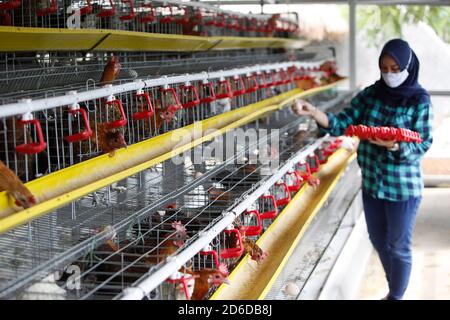 Bogor, Indonesia. 16 Ott 2020. Un giovane imprenditore Pradizzia Triane (23), raccoglie le uova per la vendita presso l'allevamento avicolo (Ichick Farm) a Bogor, Giava Occidentale, Indonesia, il 16 ottobre 2020. L'allevamento avicolo con una popolazione di 300 galline ovaiole è in grado di produrre da 200 a 250 uova di pollo. Per i giovani che sognano di gestire la propria attività agricola, entrare nel pollame potrebbe essere un modo ideale per costruire contanti ed esperienza. (Foto di Adrian/INA Photo Agency/Sipa USA) Credit: Sipa USA/Alamy Live News Foto Stock