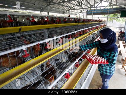 Bogor, Indonesia. 16 Ott 2020. Un giovane imprenditore Pradizzia Triane (23), raccoglie le uova per la vendita presso l'allevamento avicolo (Ichick Farm) a Bogor, Giava Occidentale, Indonesia, il 16 ottobre 2020. L'allevamento avicolo con una popolazione di 300 galline ovaiole è in grado di produrre da 200 a 250 uova di pollo. Per i giovani che sognano di gestire la propria attività agricola, entrare nel pollame potrebbe essere un modo ideale per costruire contanti ed esperienza. (Foto di Adrian/INA Photo Agency/Sipa USA) Credit: Sipa USA/Alamy Live News Foto Stock