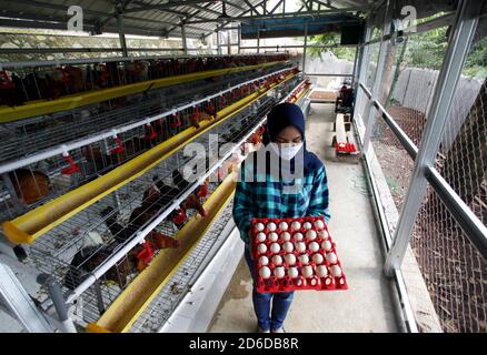 Bogor, Indonesia. 16 Ott 2020. Un giovane imprenditore Pradizzia Triane (23), raccoglie le uova per la vendita presso l'allevamento avicolo (Ichick Farm) a Bogor, Giava Occidentale, Indonesia, il 16 ottobre 2020. L'allevamento avicolo con una popolazione di 300 galline ovaiole è in grado di produrre da 200 a 250 uova di pollo. Per i giovani che sognano di gestire la propria attività agricola, entrare nel pollame potrebbe essere un modo ideale per costruire contanti ed esperienza. (Foto di Adrian/INA Photo Agency/Sipa USA) Credit: Sipa USA/Alamy Live News Foto Stock