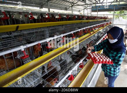 Bogor, Indonesia. 16 Ott 2020. Un giovane imprenditore Pradizzia Triane (23), raccoglie le uova per la vendita presso l'allevamento avicolo (Ichick Farm) a Bogor, Giava Occidentale, Indonesia, il 16 ottobre 2020. L'allevamento avicolo con una popolazione di 300 galline ovaiole è in grado di produrre da 200 a 250 uova di pollo. Per i giovani che sognano di gestire la propria attività agricola, entrare nel pollame potrebbe essere un modo ideale per costruire contanti ed esperienza. (Foto di Adrian/INA Photo Agency/Sipa USA) Credit: Sipa USA/Alamy Live News Foto Stock