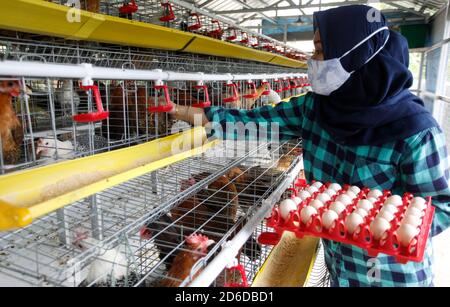 Bogor, Indonesia. 16 Ott 2020. Un giovane imprenditore Pradizzia Triane (23), raccoglie le uova per la vendita presso l'allevamento avicolo (Ichick Farm) a Bogor, Giava Occidentale, Indonesia, il 16 ottobre 2020. L'allevamento avicolo con una popolazione di 300 galline ovaiole è in grado di produrre da 200 a 250 uova di pollo. Per i giovani che sognano di gestire la propria attività agricola, entrare nel pollame potrebbe essere un modo ideale per costruire contanti ed esperienza. (Foto di Adrian/INA Photo Agency/Sipa USA) Credit: Sipa USA/Alamy Live News Foto Stock