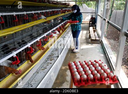 Bogor, Indonesia. 16 Ott 2020. Un giovane imprenditore Pradizzia Triane (23), raccoglie le uova per la vendita presso l'allevamento avicolo (Ichick Farm) a Bogor, Giava Occidentale, Indonesia, il 16 ottobre 2020. L'allevamento avicolo con una popolazione di 300 galline ovaiole è in grado di produrre da 200 a 250 uova di pollo. Per i giovani che sognano di gestire la propria attività agricola, entrare nel pollame potrebbe essere un modo ideale per costruire contanti ed esperienza. (Foto di Adrian/INA Photo Agency/Sipa USA) Credit: Sipa USA/Alamy Live News Foto Stock