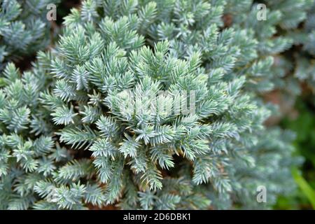 Cespugli di ginepro in negozio di giardino. Le spine Juniper si avvicinano. Pianta di conifere che decorano il paesaggio ed è usata nella medicina di erbe. Foto Stock