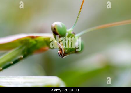 Mantis verde di preghiera (mantis religiosa) perches su una siepe di giardino