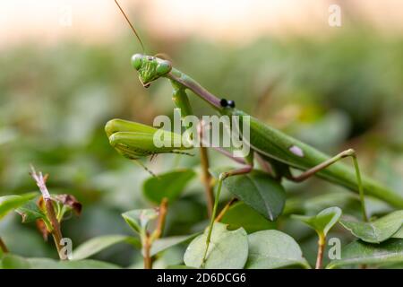 Mantis verde di preghiera (mantis religiosa) perches su una siepe di giardino