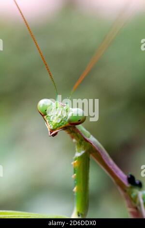 Mantis verde di preghiera (mantis religiosa) perches su una siepe di giardino