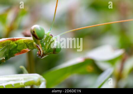 Mantis verde di preghiera (mantis religiosa) perches su una siepe di giardino