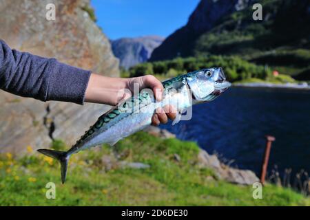 Norvegia - pesca il pesce appena pescato. Il pescatore tenendo un sgombro. Foto Stock