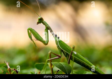 Mantis verde di preghiera (mantis religiosa) perches su una siepe di giardino