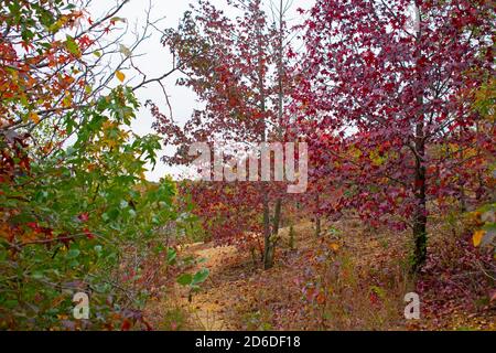 Giornata nuvolosa all'Audubon Plainsboro riserva sentieri escursionistici con colori autunnali del fogliame che si avvicinano alla fine della stagione -02 Foto Stock
