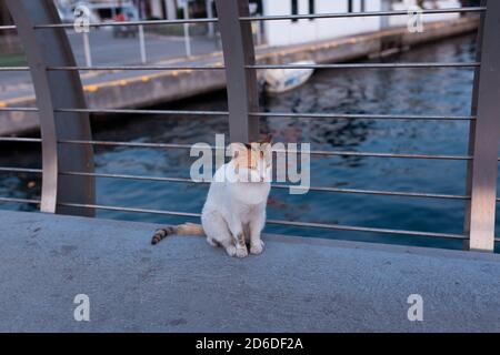 Tricolore strada senza casa gatto seduto su un ponte su un canale d'acqua al tramonto Foto Stock