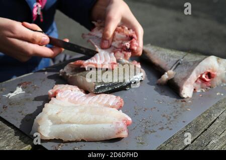 Raccordare un pesce. Attività all'aperto durante la pesca in Norvegia. Filetto di pesce di merluzzo dell'Atlantico (Pollachius pollachius). Foto Stock