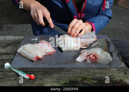 Raccordare un pesce. Attività all'aperto durante la pesca in Norvegia. Filetto di pesce di merluzzo dell'Atlantico (Pollachius pollachius). Foto Stock