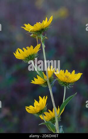 Girasole Massimiliano, Helianthus maximiliani Foto Stock