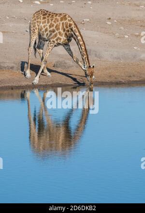 Un tour in jeep attraverso la Namibia, giraffa nel Parco Nazionale di Etosha, si riflette nell'acqua mentre si beve Foto Stock