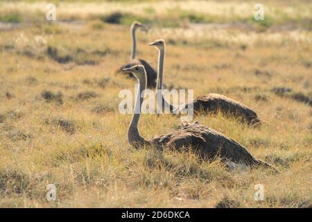 Un tour in jeep attraverso la Namibia, tre struzzi / struzzi nel Parco Nazionale di Etosha Foto Stock