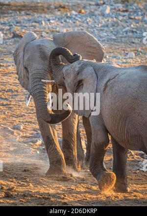 Elefanti a Etosha, due giovani tori in competizione Foto Stock