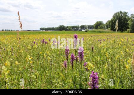 una bella prateria bagnata colorata con orchidee selvatiche, battiti, coppette e una fila di alberi e cielo blu sullo sfondo in primavera Foto Stock