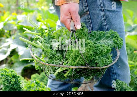 Brassica oleracea 'verde arcuato'. Kale ricci appena raccolto coltivato nel terreno vegetale domestico raffigurato. REGNO UNITO Foto Stock