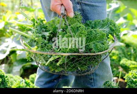 Brassica oleracea 'verde arcuato'. Kale ricci appena raccolto coltivato nel terreno vegetale domestico raffigurato. REGNO UNITO Foto Stock