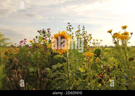 un bel margine di campo con fiori selvatici come malva, cornflower e girasole nella campagna olandese in estate Foto Stock