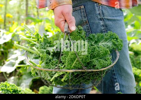 Brassica oleracea 'verde arcuato'. Kale ricci appena raccolto coltivato nel terreno vegetale domestico raffigurato. REGNO UNITO Foto Stock