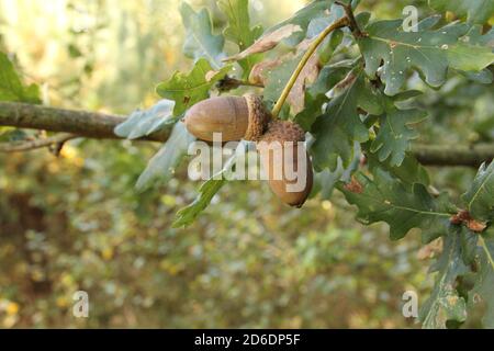 due ghiande e foglie verdi in un ramo di an quercia albero nella foresta in autunno Foto Stock