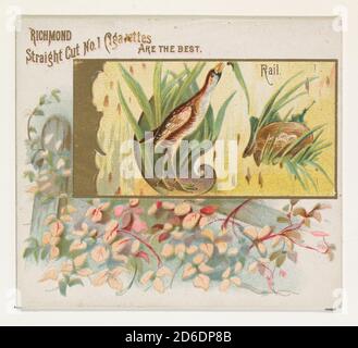 Rail, dalla serie Game Birds (N40) per Allen &amp; Ginter Cigarettes, 1888-90. Foto Stock