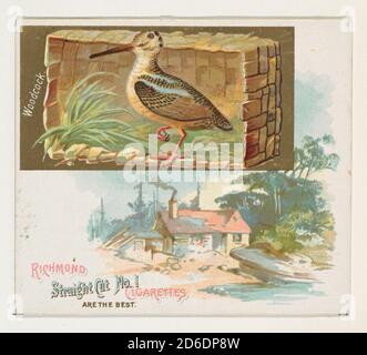 Woodcock, dalla serie Game Birds (N40) per Allen &amp; Ginter sigarette, 1888-90. Foto Stock