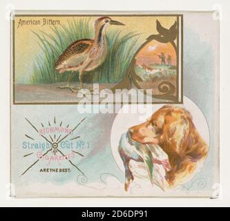 American Bittern, dalla serie Game Birds (N40) per Allen &amp; Ginter Cigarettes, 1888-90. Foto Stock