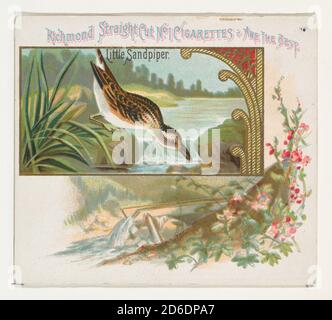 Little Sandpiper, dalla serie Game Birds (N40) per Allen &amp; Ginter sigarette, 1888-90. Foto Stock