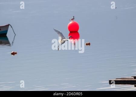 Vista sul Great White Heron (Ardea alba) volando intorno al lago. Foto Stock