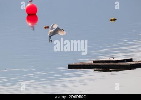 Vista sul Great White Heron (Ardea alba) volando intorno al lago. Foto Stock