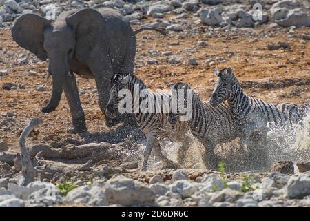 Elefante e 3 zebre in un buco d'acqua in Etosha Parco nazionale Foto Stock