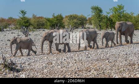 Elefanti in Etosha: Famiglia degli elefanti sulla strada per il buco d'acqua Foto Stock