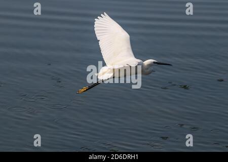 Vista sul Great White Heron (Ardea alba) volando intorno al lago. Foto Stock