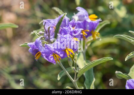 Nightshade appiccicoso (Solanum simmbriifolium) Fiore. Foto Stock