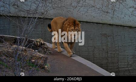 Stuttgart, Baden-Wuerttemberg, Germania - 03/24/2018: Grande leone asiatico maschile (panthera leo leo) che attraversa il recinto in riva al mare nello zoo. Foto Stock