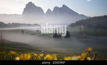 Alba sull'Alpe di Siusi nelle Dolomiti, Alto Adige, Italia. La nebbia oscura le singole sezioni forestali e le capanne alpine. Fiori gialli in primo piano Foto Stock