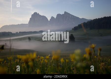 Alba sull'Alpe di Siusi nelle Dolomiti, Alto Adige, Italia. La nebbia oscura le singole sezioni forestali e le capanne alpine. Fiori gialli in primo piano Foto Stock