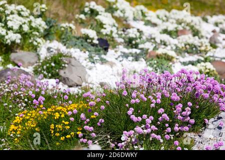 Primavera irlandese, vegetazione nell'Irlanda del Nord Foto Stock