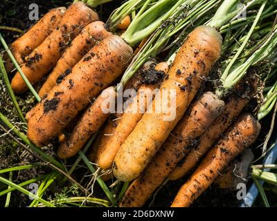 Appena raccolto cresciuto in casa le carote Foto Stock