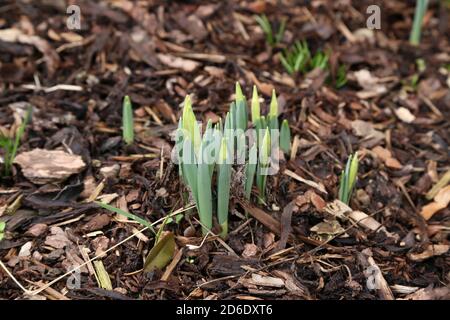 First shoots of daffodils in the garden Foto Stock
