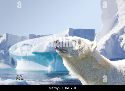 Orso polare nell'Artico, sullo sfondo un sigillo su un galletto d'uovo Foto Stock