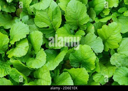 Sfondo di foglie di rapa verde. Risorse grafiche. Foto Stock
