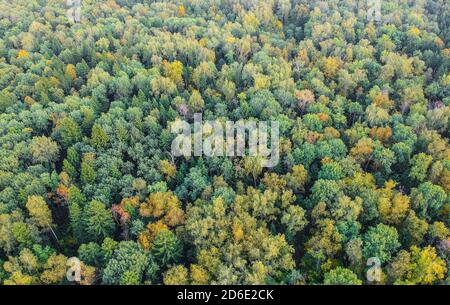 Vista aerea della foresta dei primi mesi dell'autunno Foto Stock